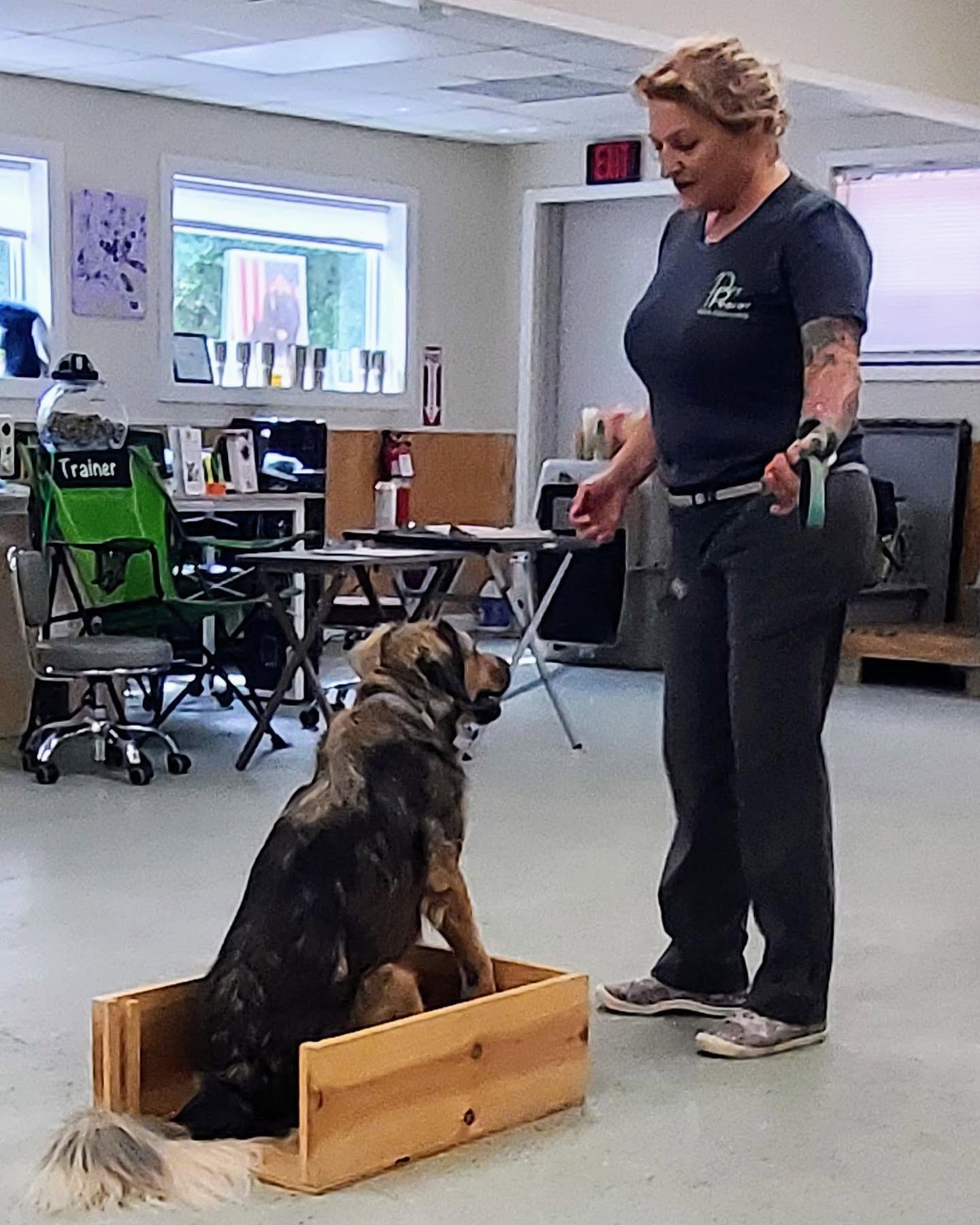 Lauren Driscoll working with a dog during a service dog training session