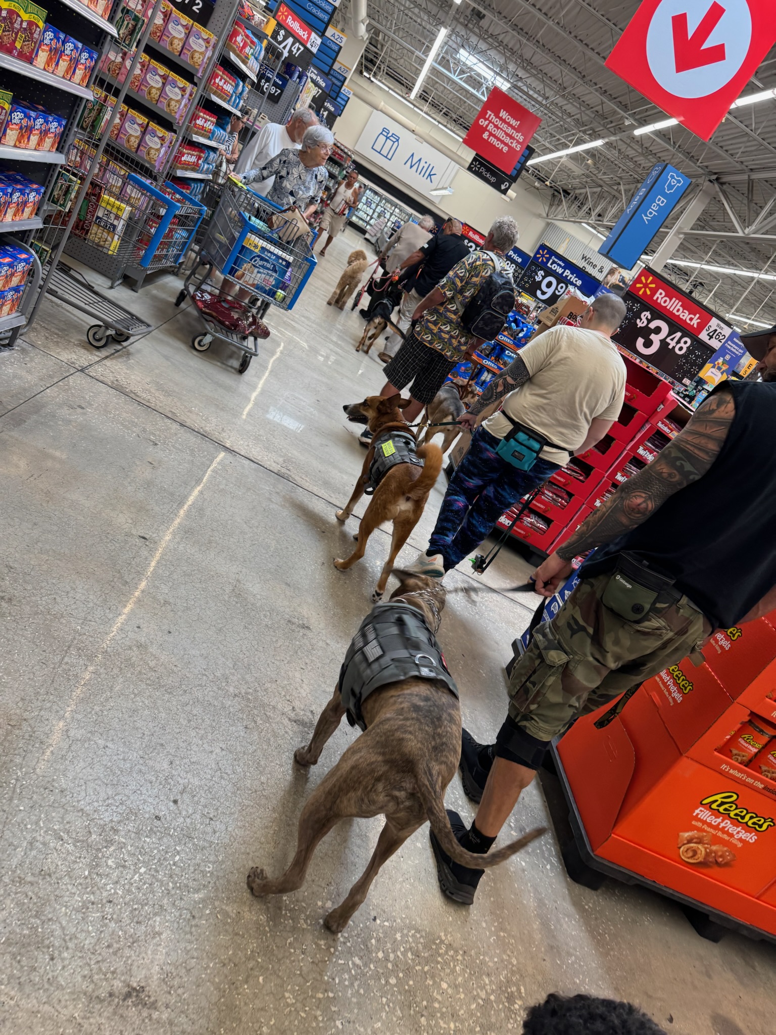Old Glory service dog teams practicing public access skills in a retail environment