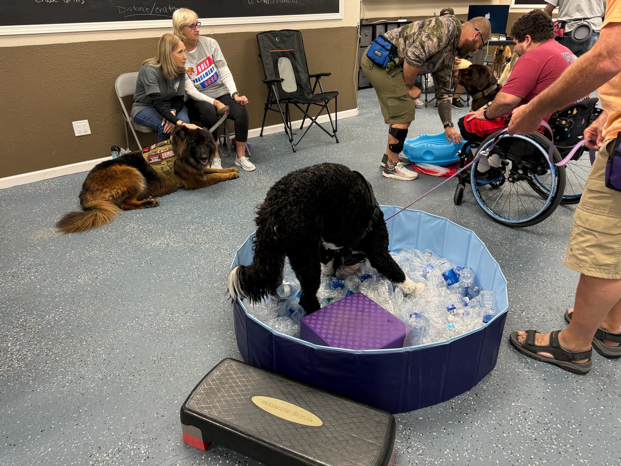 Service dog practicing confidence-building exercises during an Old Glory training session